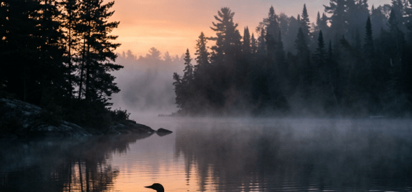 Loon swimming on calm mist-covered lake at sunrise with pine tree silhouettes